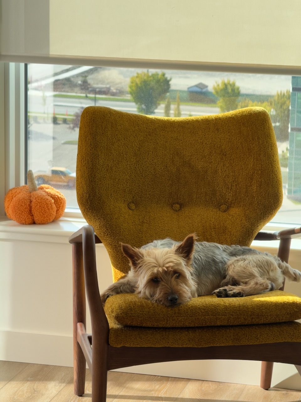 Oh, just enjoying a lazy fall afternoon nap in the sun. Life is ruff!