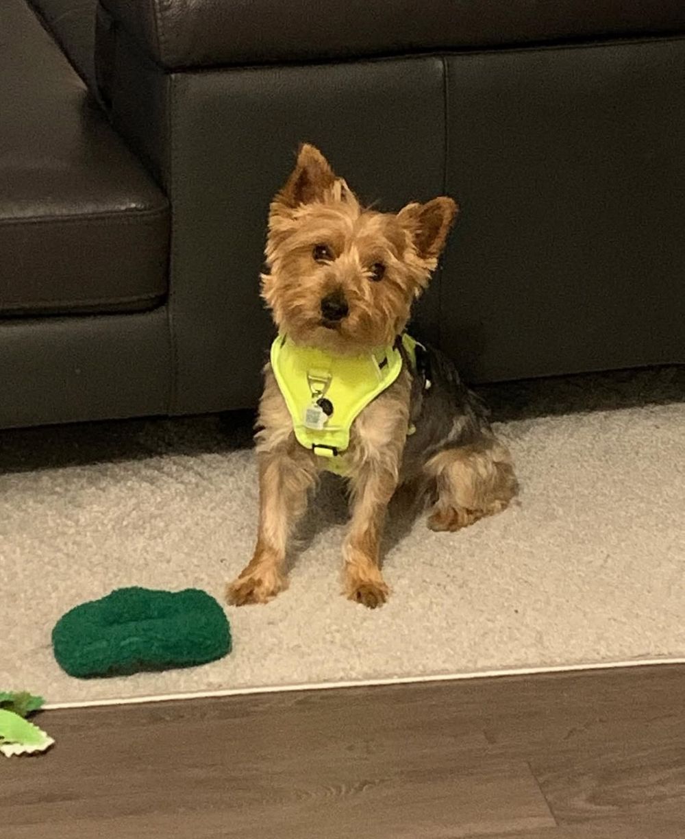 Can you see me now? Is this vest loud enough?