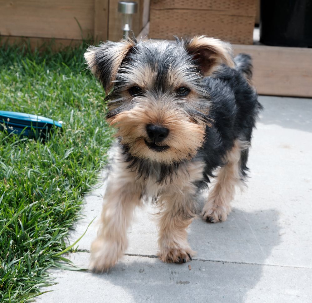 Just a puppy with attitude!